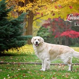 Luke - Golden Retriever