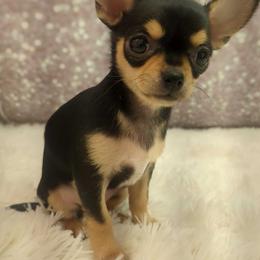 Laura - Black and tan female Chihuahua puppy in Topeka, Kansas from Barbie's Baby Chihuahuas