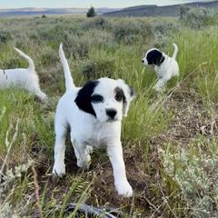 English Setter Puppies from Steens Mountain Setters