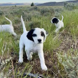 English Setter Puppies from Steens Mountain Setters