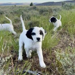English Setter Puppies from Steens Mountain Setters
