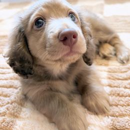 Dachshund Puppies from The Dach House