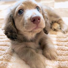 Dachshund Puppies from The Dach House