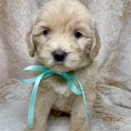 Cloudy - Cream female Australian Labradoodle puppy in Upland, California from Kings Labradoodles