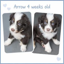 Arrow - Red tri-color male Australian Shepherd puppy in Lakeland, Florida from Aussies of Hope LLC