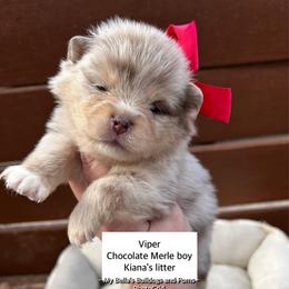 Viper - Chocolate merle male Pomeranian puppy in Inola, Oklahoma from My Bella’s Pomeranians