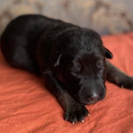 Orange collar girl - Black and red female German Shepherd puppy in Coleta, Illinois from Four Leaf Farm- Vom Vierblättriges Bauernhof