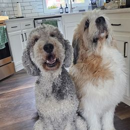 Saint Berdoodle puppies from Mad Hatter Farms Saint Berdoodles