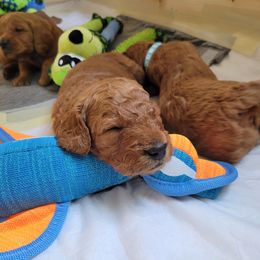 Goldendoodle Puppies from Dream Doodles