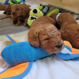 Goldendoodle Puppies from Dream Doodles
