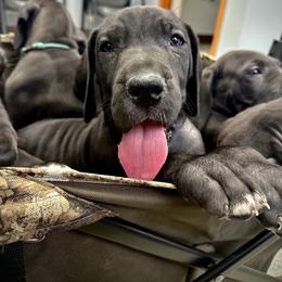 Maker's Mark - Black and white male Great Dane puppy in Chapmansboro, Tennessee from Balthrop Bend Farms