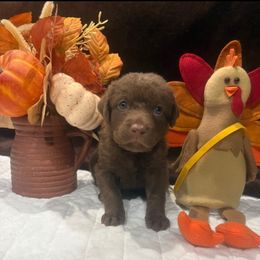 Gold Dot - Brown female Chesapeake Bay Retriever puppy in Wisconsin Dells, Wisconsin from Kilbourn Chesapeakes