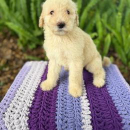 Eggs - Cream female Goldendoodle puppy in Atlantic Beach, Florida from Glamorous Golden Doodles