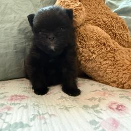 Luna - Black female Pomeranian puppy in Enumclaw, Washington from SantaAnna Pomeranians