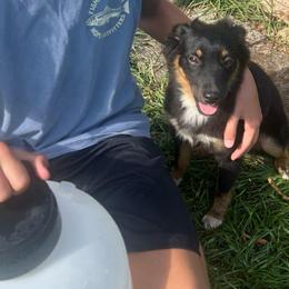 Cricket - Black tri female Miniature Australian Shepherd puppy in Sulphur, Louisiana from Triple J Aussies and Corgis