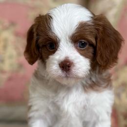 Celeste- Parti girl - Red female Cavapoo puppy in Beckley, West Virginia from By Design Doodles