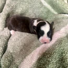 Brindle boy - Brindle and white male Cardigan Welsh Corgi puppy in Clinton, Tennessee from High Hopes Farm