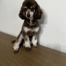 Drake - Poodle
