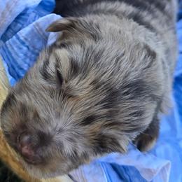 Charlotte - Red merle female Australian Shepherd puppy in Harrah, Oklahoma from Whippoorwill Aussies of Oklahoma