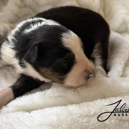 Joel - Black tri male Toy Australian Shepherd puppy in Lumberton, Mississippi from Talowah Aussies