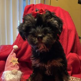 Little Jazzy - Blue and gold female Yorkshire Terrier puppy in Brandenburg, Kentucky from Lil Amazing Paws Yorkshire Terriers