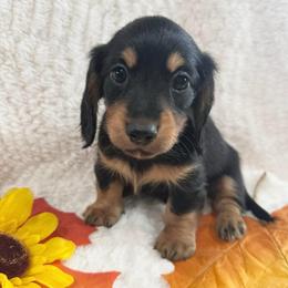 Cash - Black and tan male Dachshund puppy in Palestine, Texas from Oak tree Dachshunds