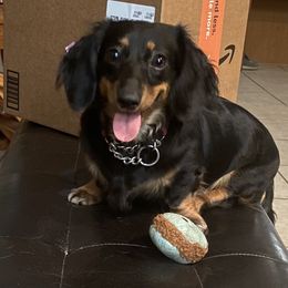Kahli - Dachshund