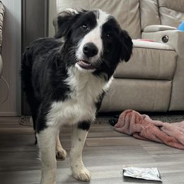 Aphro - Border Collie