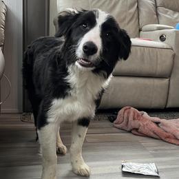 Aphro - Border Collie