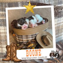 Boone - Liver white and tan male English Springer Spaniel puppy in Albany, Minnesota from Farm Fresh Labradors & English Springers