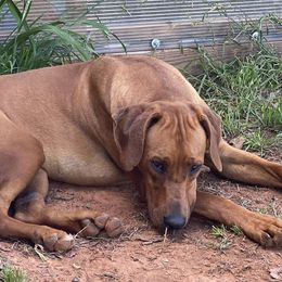 Dashka - Rhodesian Ridgeback
