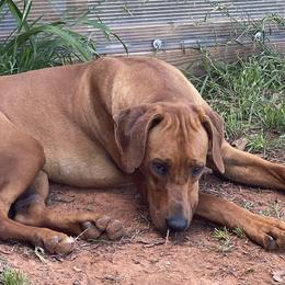 Dashka - Rhodesian Ridgeback
