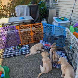 Golden Retriever Puppies from Sola Mae's Goldens