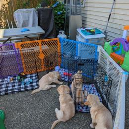 Golden Retriever Puppies from Sola Mae's Goldens