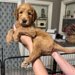 Sleepy- Black - Apricot male Goldendoodle puppy in Bay City, Texas from Charming Doods Goldendoodles