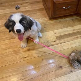 Pyrenean Mastiff All Grown Up from Bella Dulce