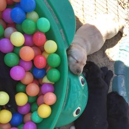Labrador Retriever Puppies from Sandra Wolfe