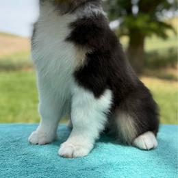 Shamrock - Black tri-color male Australian Shepherd puppy in Touchet, Washington from Northwest Rainbow Aussies and Golden Retrievers