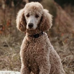 Goldendoodles and Poodles from Dazzling & Dapper Doodles of MS