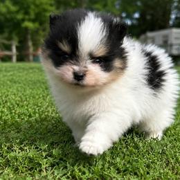 Cannoli - Black and tan parti male Pomeranian puppy in Buck Valley, Pennsylvania from Buck Valley Pomeranians