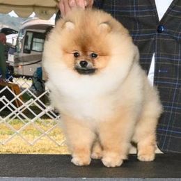 Milo - Pomeranian