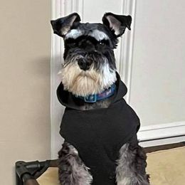 Miniature Schnauzers from Ch Schnauzer