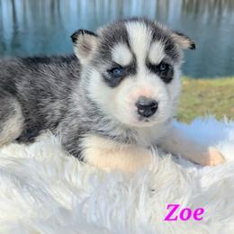 Zoe - Black and white female Siberian Husky puppy in Hebron, Kentucky from Glacier Run Huskies