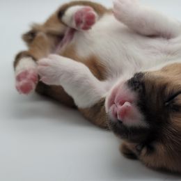 Pembroke Welsh Corgi Puppies from West Coast Corgi