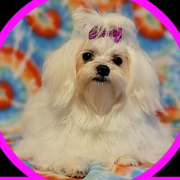 Dixie - Maltese
