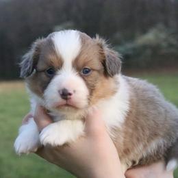 Swift - Sable male Pembroke Welsh Corgi puppy in Fayetteville, Arkansas from Intergalactic Corgis