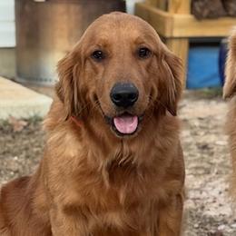 Jovi - Golden Retriever