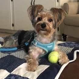 Pembroke Welsh Corgi and Yorkshire Terrier All Grown Up from Texas Yorkie Corgi
