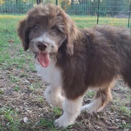 Seraphina - Brown and white female Aussiedoodle puppy in Grand Saline, Texas from Aussies Acre