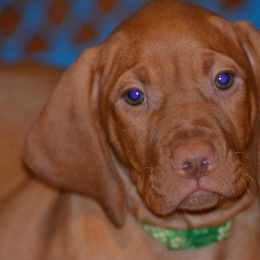 Vizsla Puppies from Marwin Vizslas